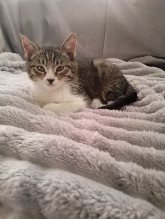 Отдам в добрые руки