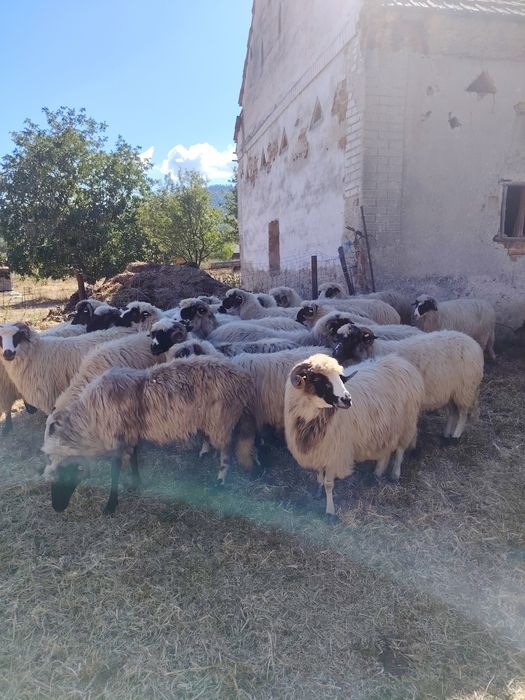 Oi breze de Hațeg