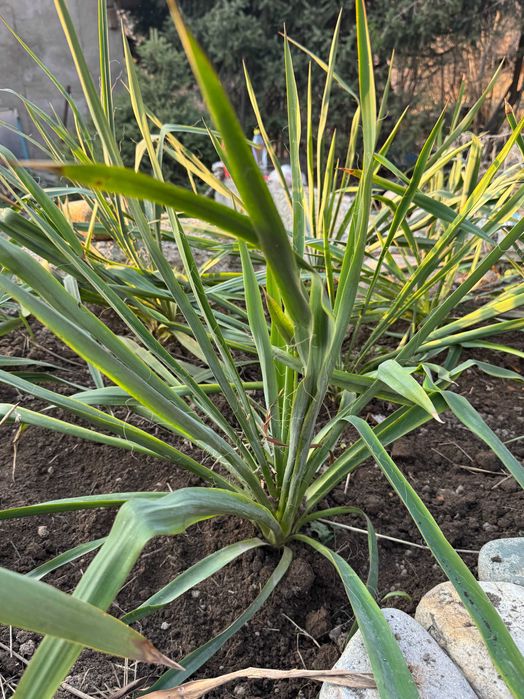 Уличные садовые растения