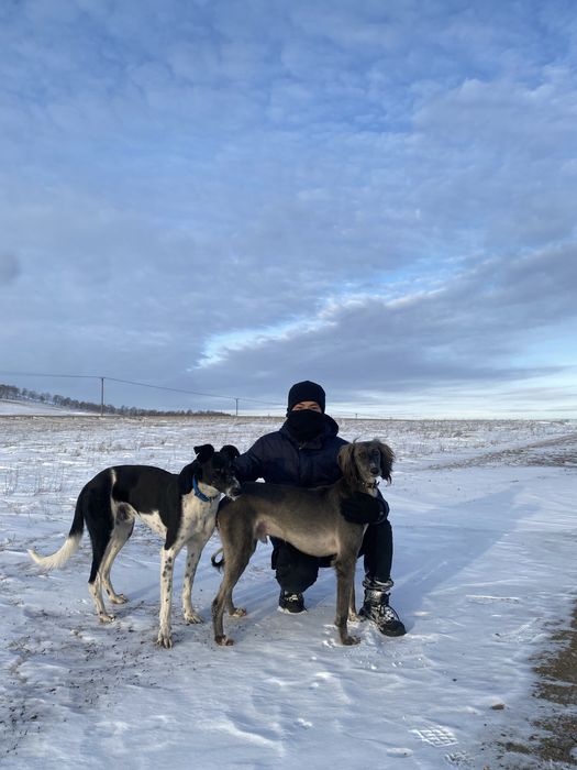 Грейхорт сатылады 1,5 жасар рабочи