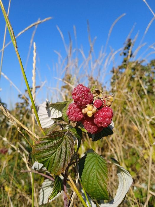 Butași de zmeur şi mur thornfree