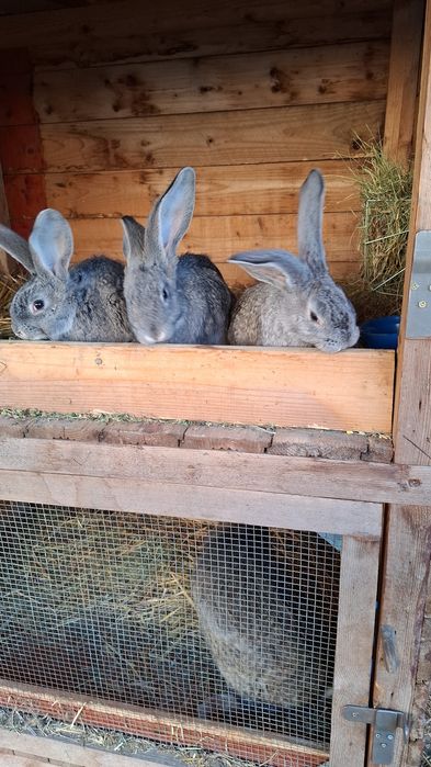 Iepuri urias german si fluture german