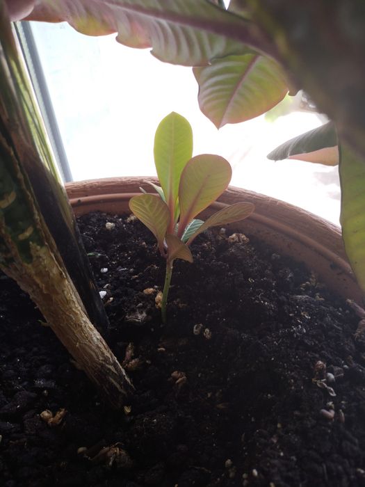 Продаю дерево молочай .