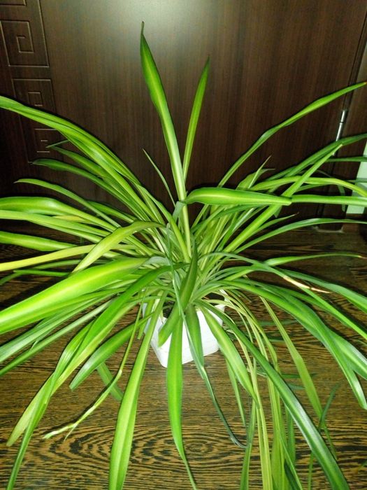 Палма драцена фраганс-110см.,коледниче,исусов венец,кротон,бамбук и др