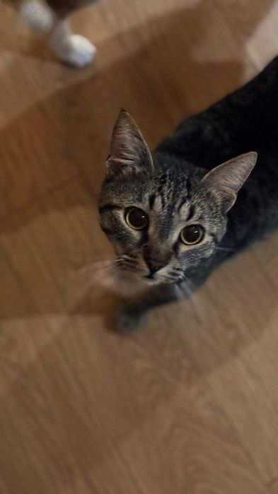 Подарявам Котка