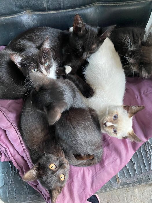 Отдам Котят В Добрые Руки