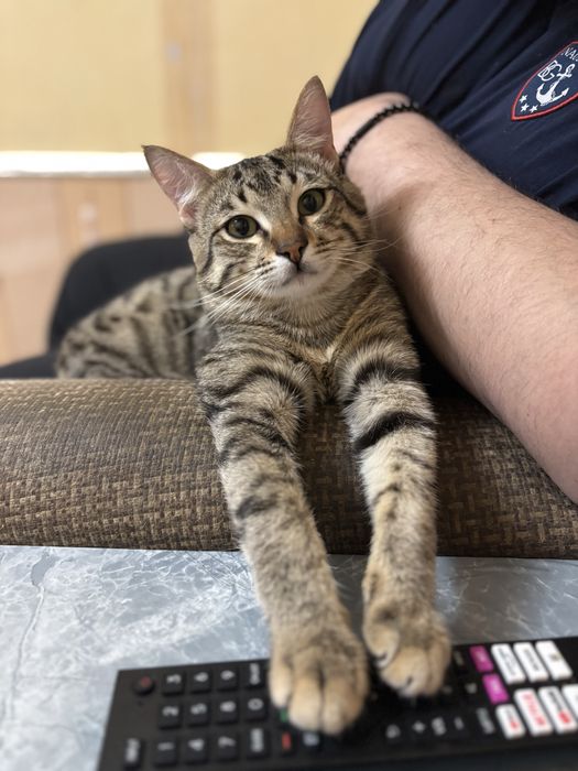 Отдам в хорошие руки котенка