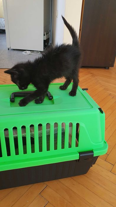 Подарявам малки черни котенца