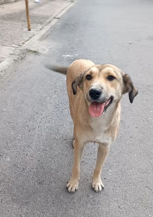 Вислоухая белая кошка