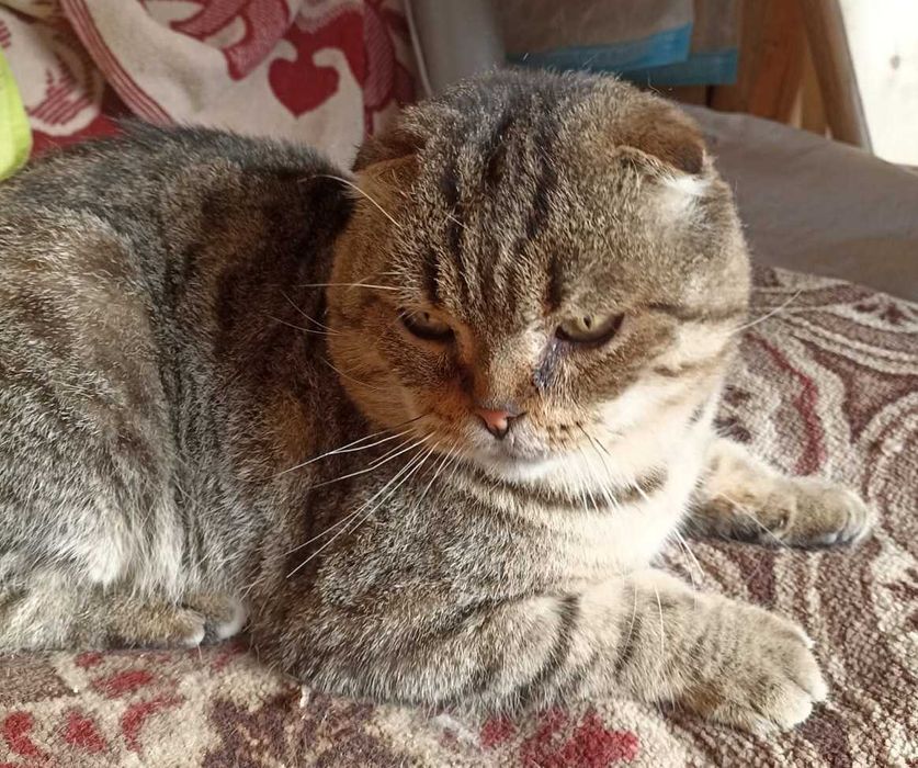 В добрые руки шотландского вислоухого.