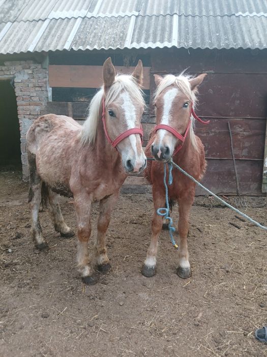 Devănzare 1 mănz si un mănza