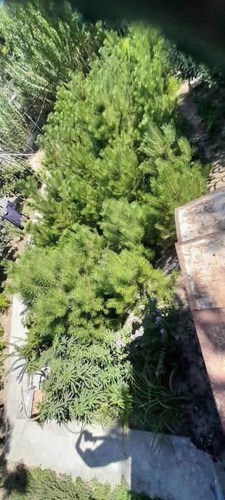 Крымская сосна, Крим Сасналари