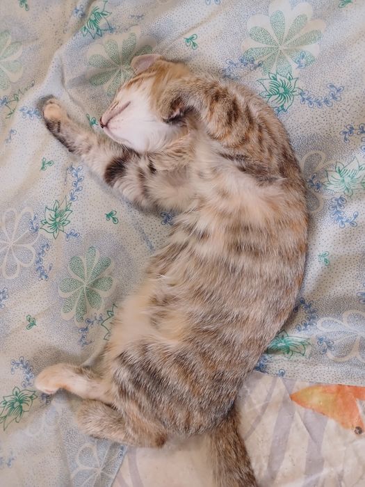 Отдам котёнка мальчика