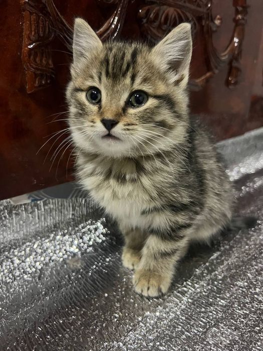 Британские короткошёрстные котята