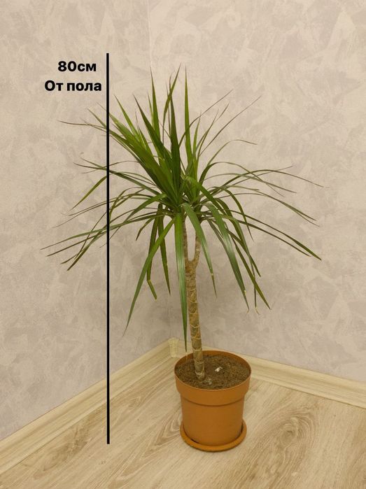 Драцена отличный  цветок