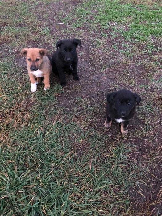 Отдам щенят в хорошие руки!