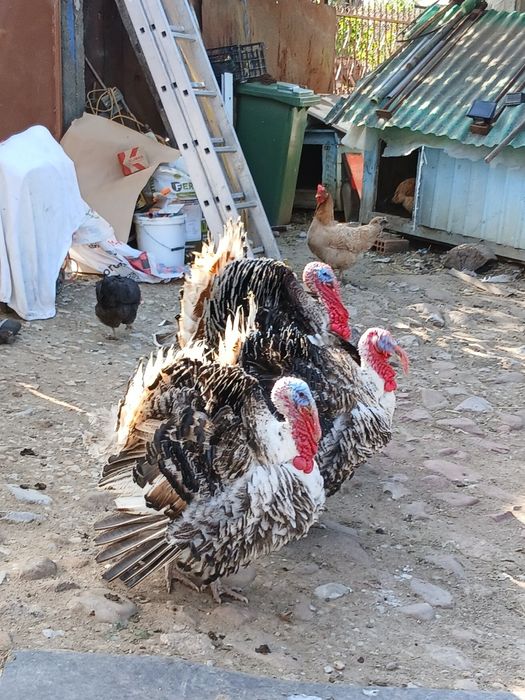 Vând curcani de casa