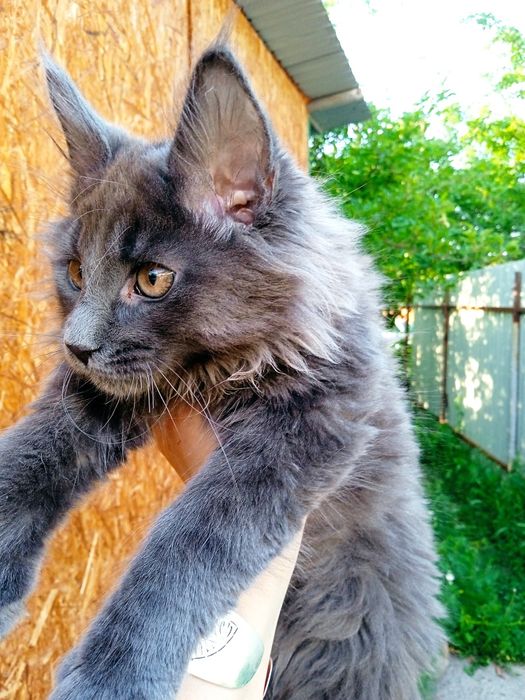 Котята мейнкун продаю