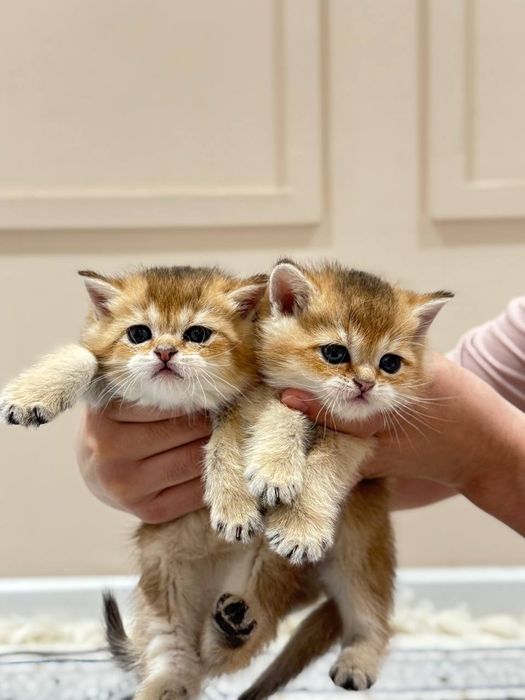 Продаю катят шины шыла