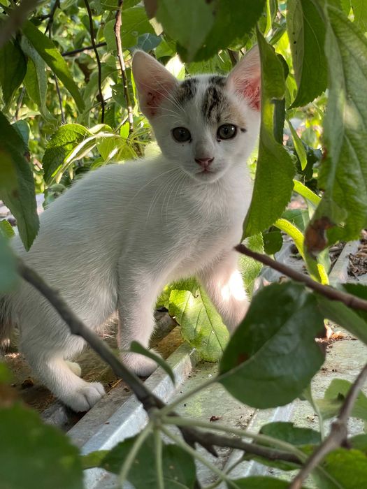 Pisoi pentru adoptie