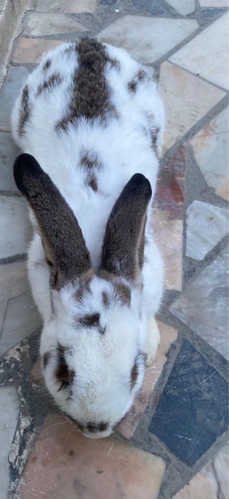 Velekan paroda quyon sotladi