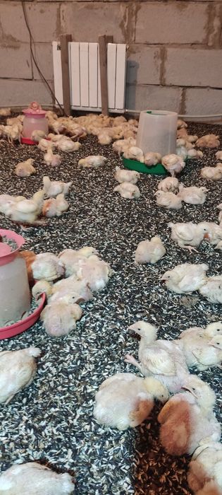 Цыплята бройлеры