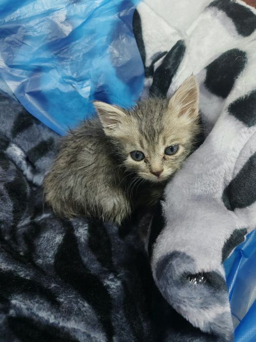 Котёнок в добрые руки