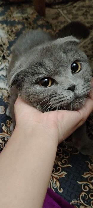 Shtotland salla quloq (Scottish Fold) zotli aqlli va o'ynoqi mushuk so