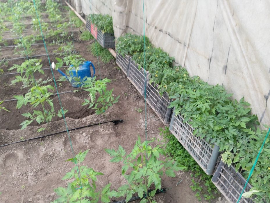 Pamidor nihol bor alamiya