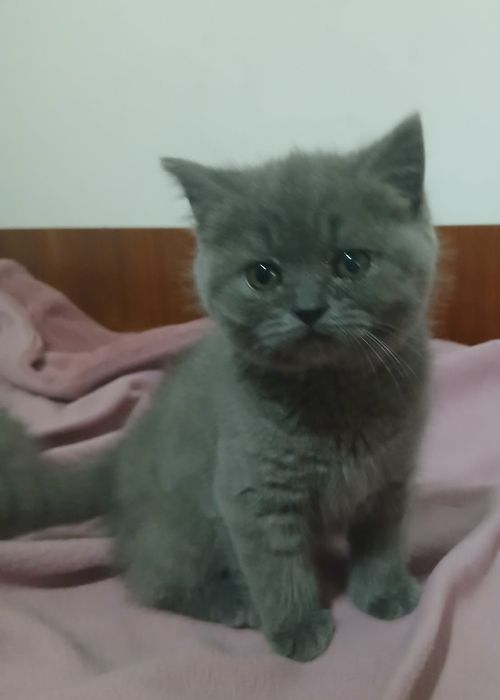 Британче Коте момче
