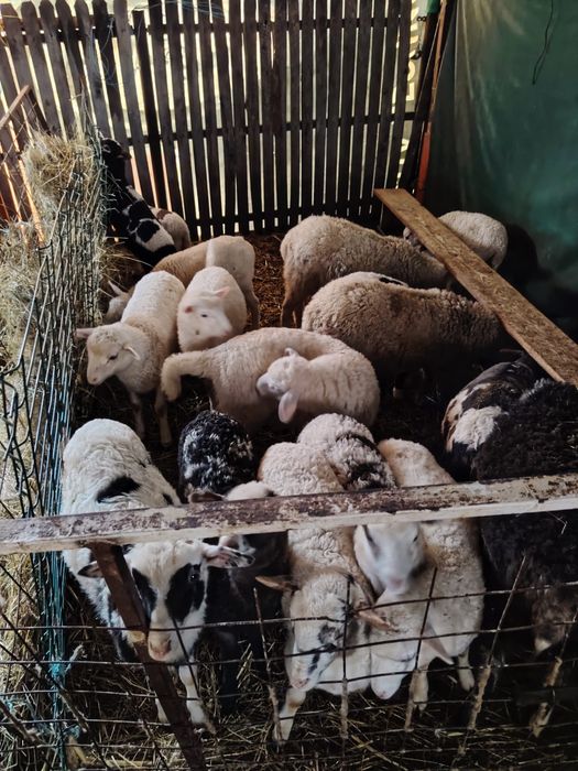 Oi și  miei  de  vânzare  carcasa preț 40 ron