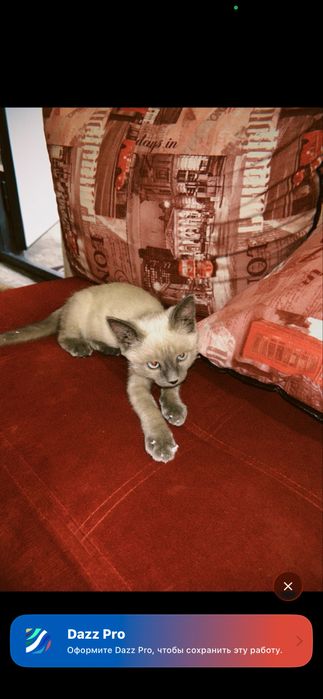 Котенок 2,5 месяца , девочка