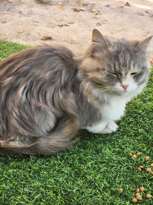 Пропала кошка серо-бежево-белого цвета!