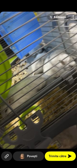 Donez hamsteri pitici