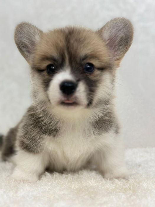 Шикарые корги документы фци