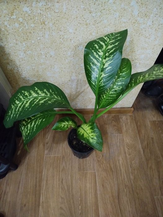 Диффенбахия цветы по 5000