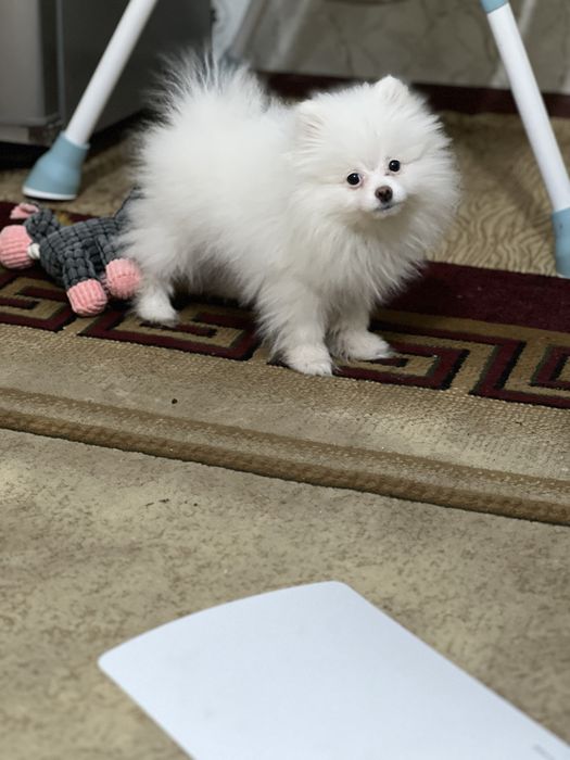 Щенок шпица с документами