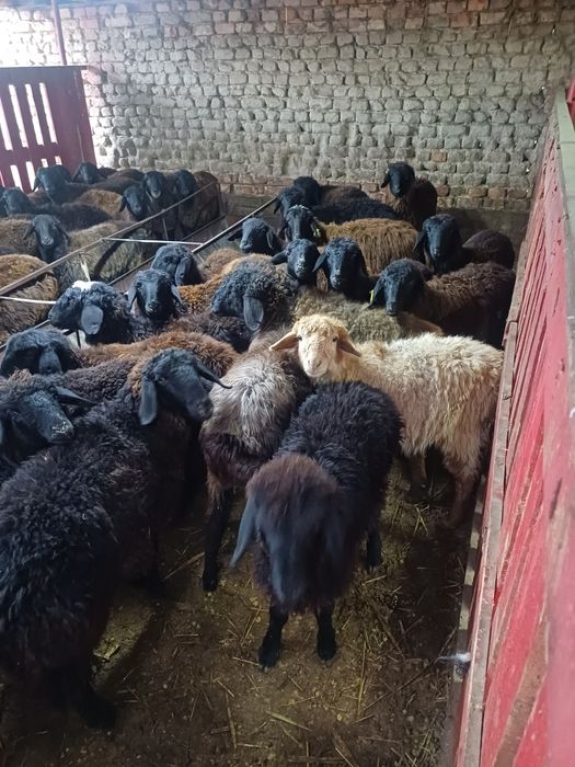 Токты койлар сатылады