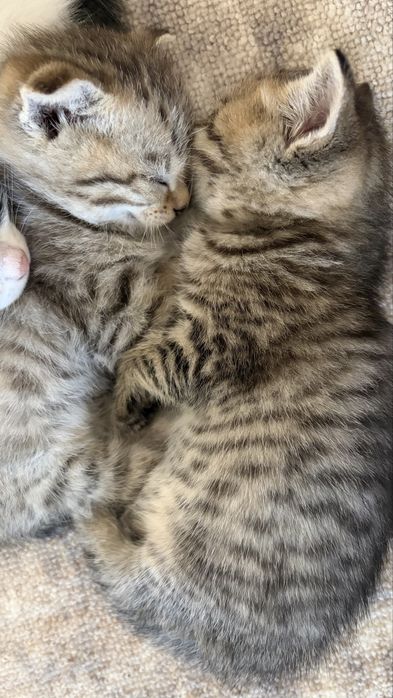 Шотландские прямоухие котята