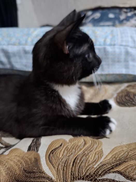 Отдам кошку в добрые руки