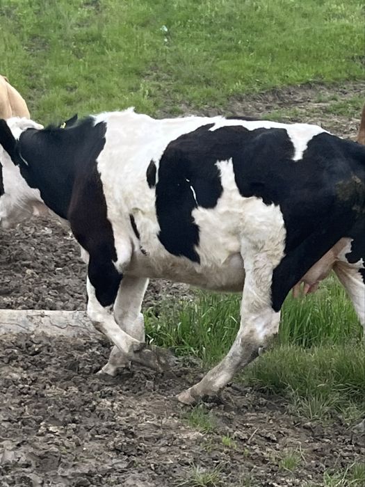 Vand vaca 3 ani jumate!