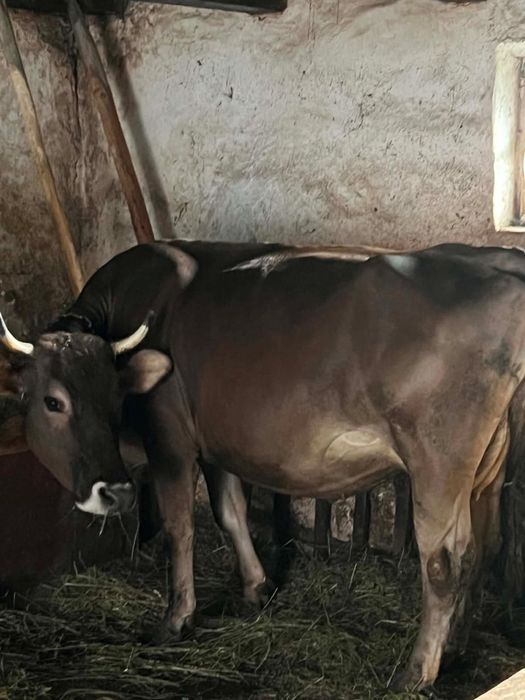 Vacă brună, 4 ani, gestantă în 8 luni cu montă rasa Angus la a doua fătare