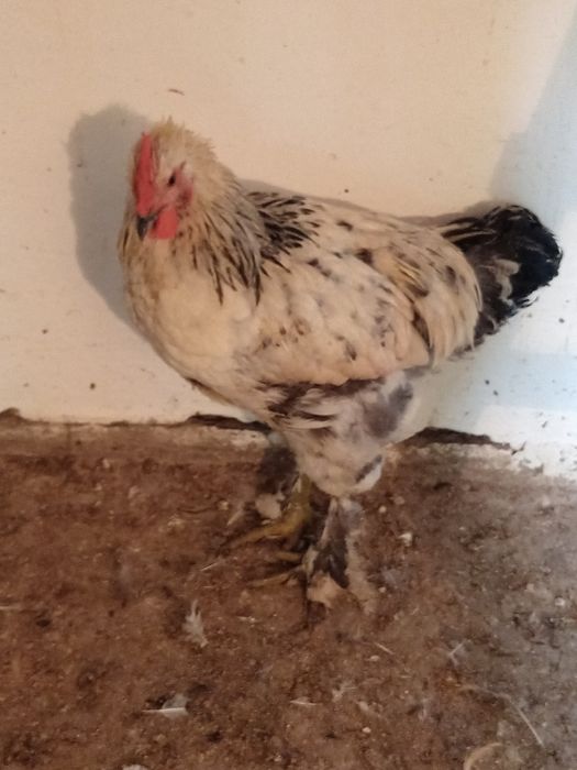 Продам домашних петушков