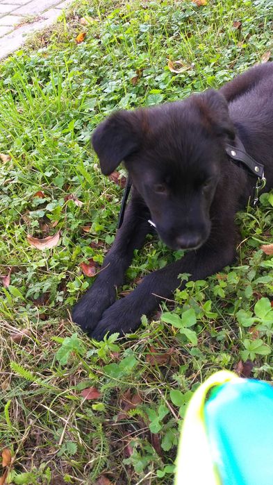 Caine pentru adoptie