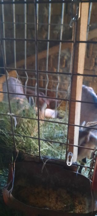 Capre alpine franceza cu sannen