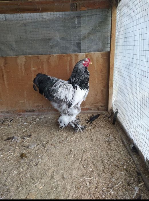 Брама хурозлар сотилади