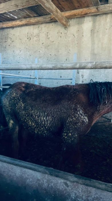 Байланган семиз жылкылар сатылады