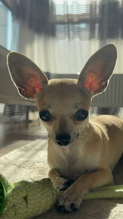 Принц ищет себе невесту)