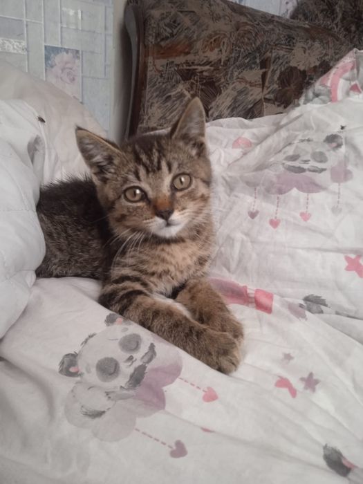 Отдам котят срочно