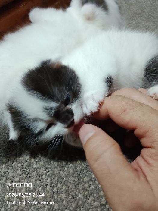 Продам Вислоухие котята